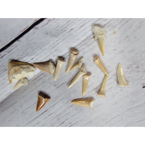 Shark Teeth Fossil Science Crafting Lot - Picture 2 of 5